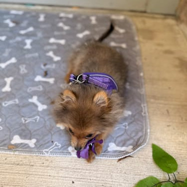 Cachorro pomerania con arnés morado tumbado sobre el tapete SniffPad gris