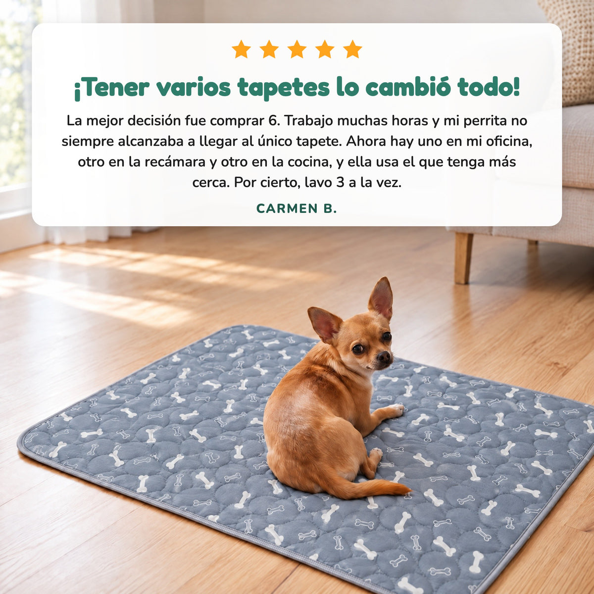 Reseña de Carmen B.: tener varios tapetes SniffPad lo cambió todo. Chihuahua sobre un tapete entrenador SniffPad