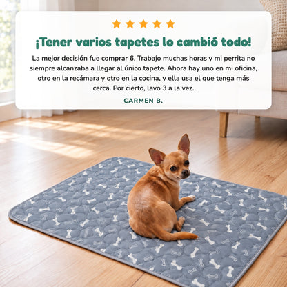 Reseña de Carmen B.: tener varios tapetes SniffPad lo cambió todo. Chihuahua sobre un tapete entrenador SniffPad